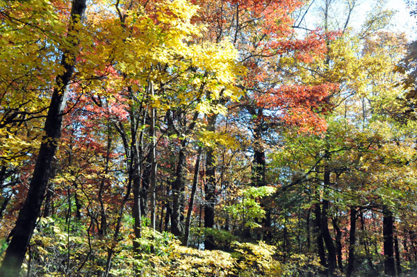 fall colors on a narrow, curvy, dirt road